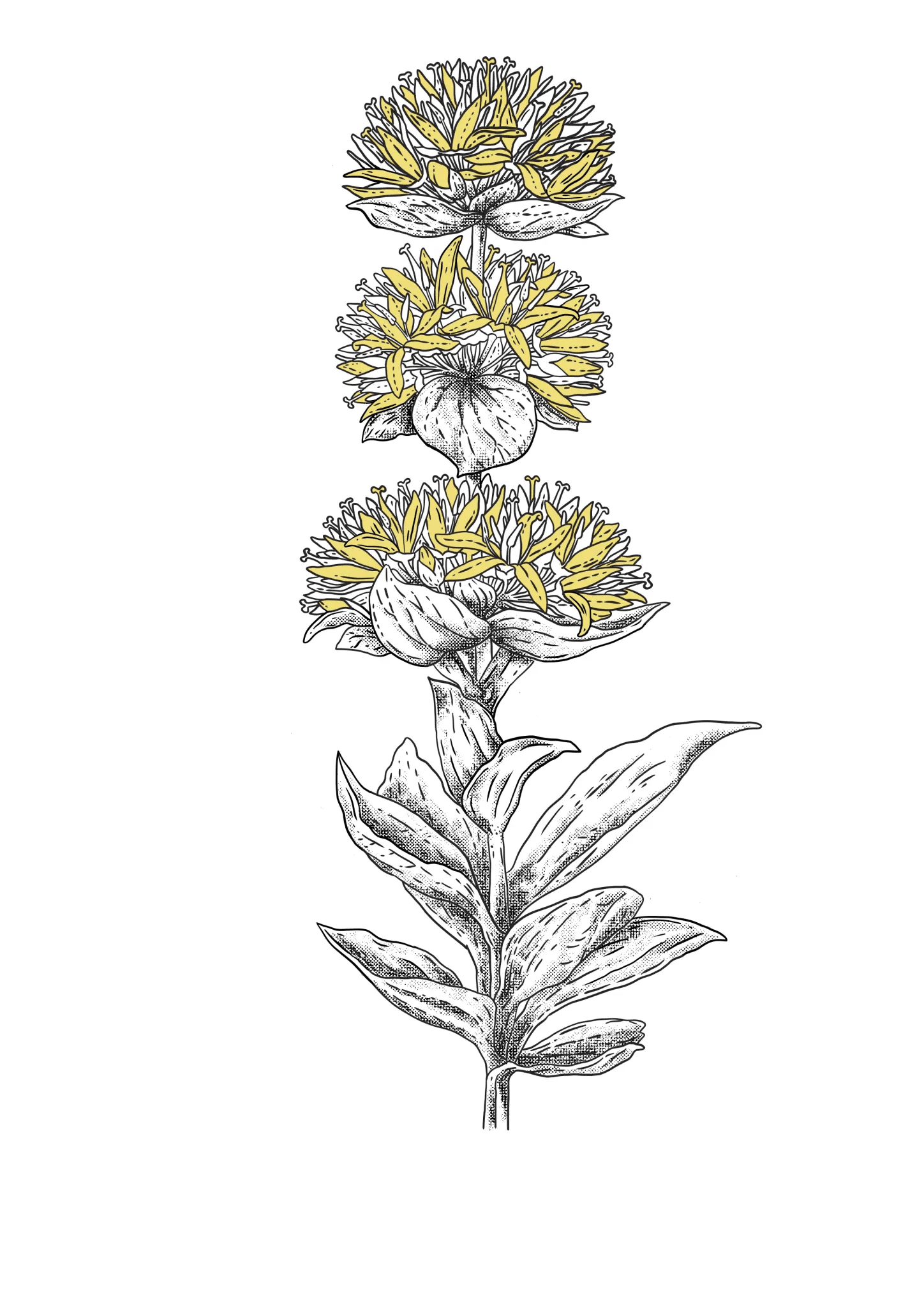 Comparatif : Liqueur de Gentiane vs Autres Spiritueux Amers - De Michellot