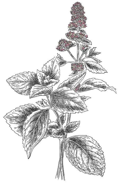 feuille de menthe Image