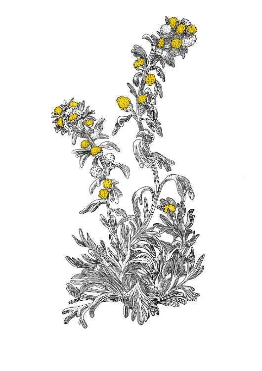fleur de génépi