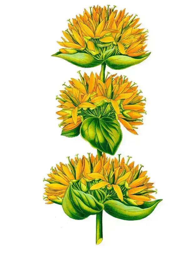 Gentiane jaune